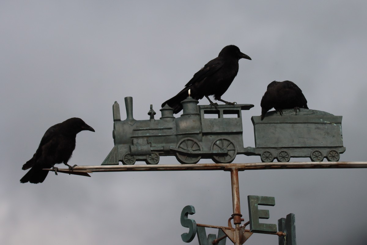 American Crow - Vicky Atkinson