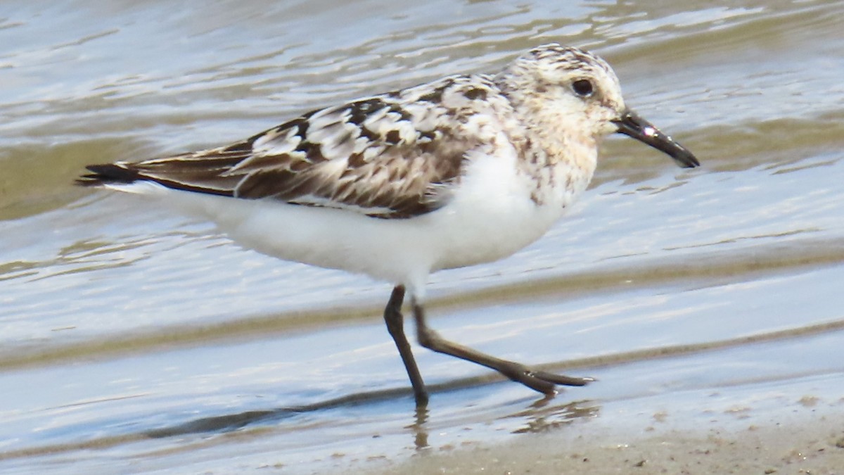 Sanderling - ML622152411