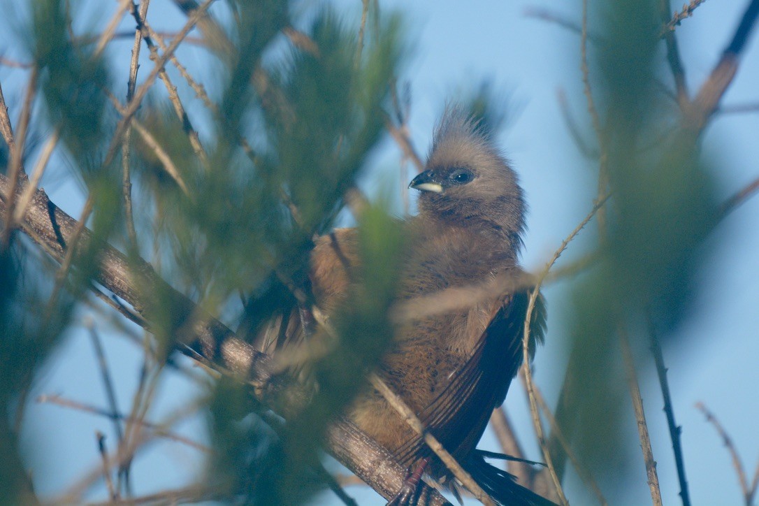 Pájaro Ratón Común - ML622152414