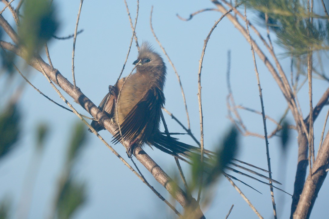 Pájaro Ratón Común - ML622152415