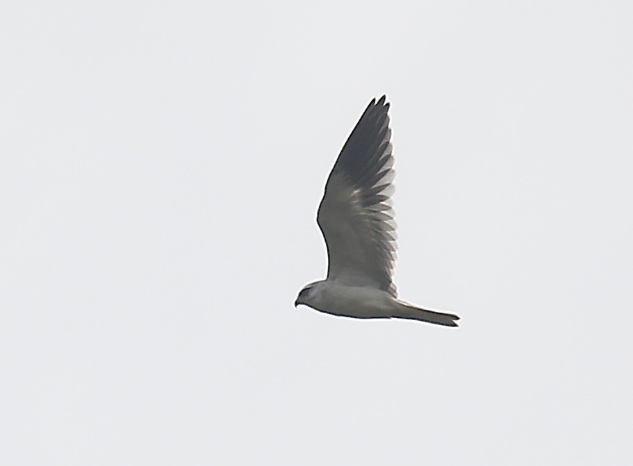 Black-winged Kite - Mark  Hogarth