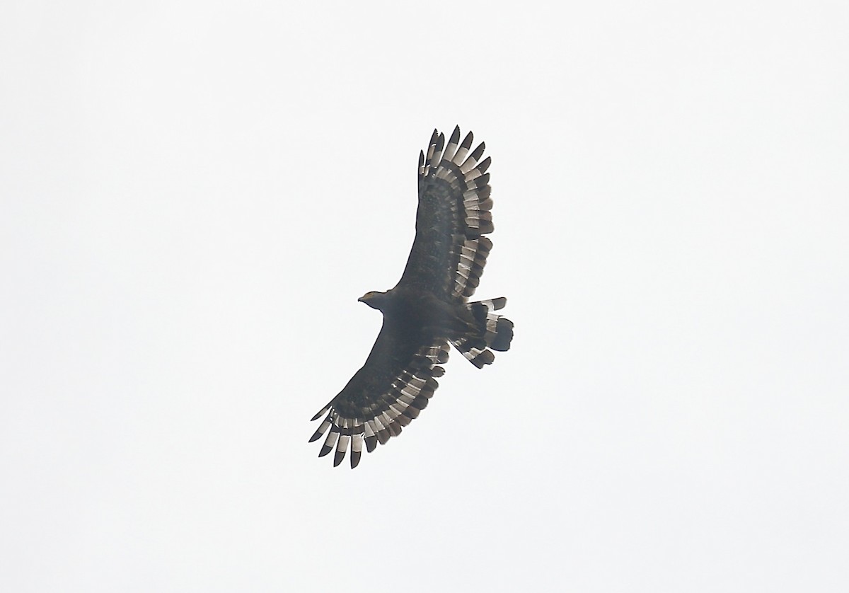 Crested Serpent-Eagle - Mark  Hogarth