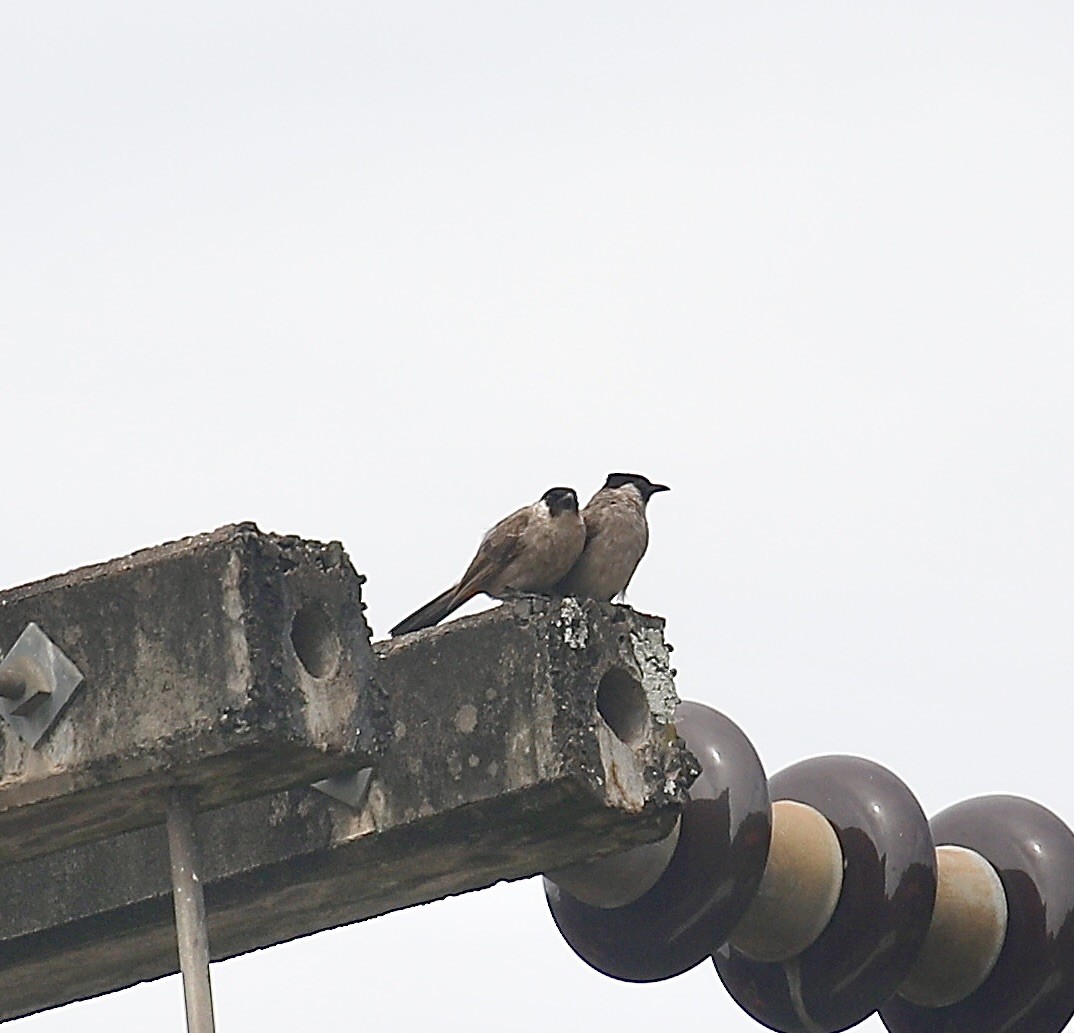 Bulbul Ventridorado - ML622152420