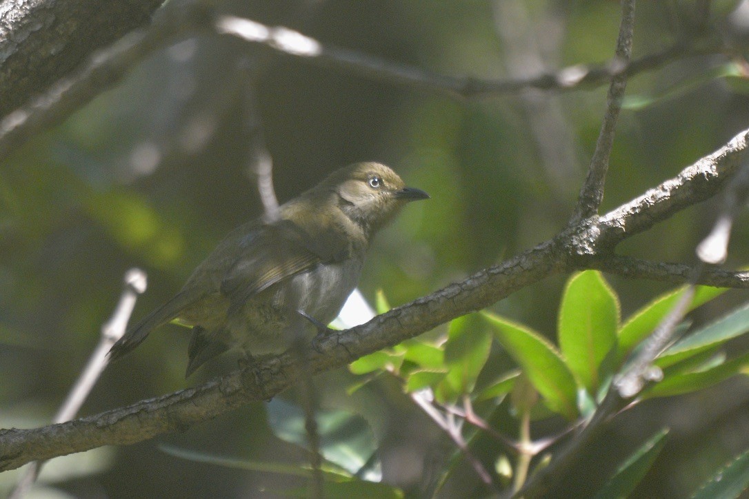 Bulbul de Zanzíbar - ML622152421