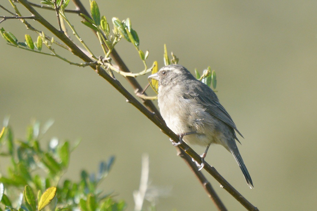 Serín Gris - ML622152428