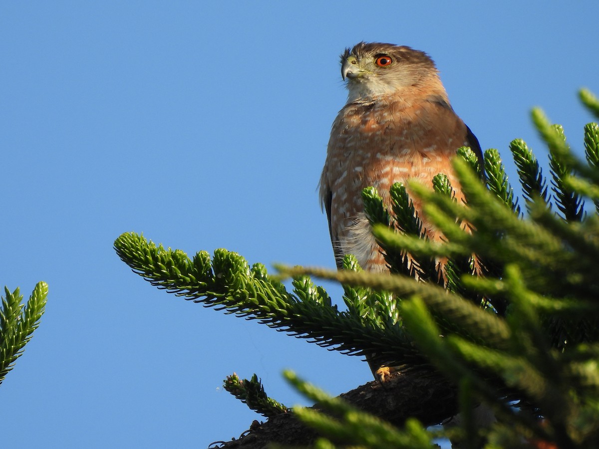 Cooper's Hawk - ML622152430