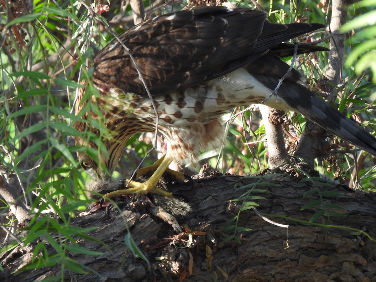 Cooper's Hawk - ML622152436