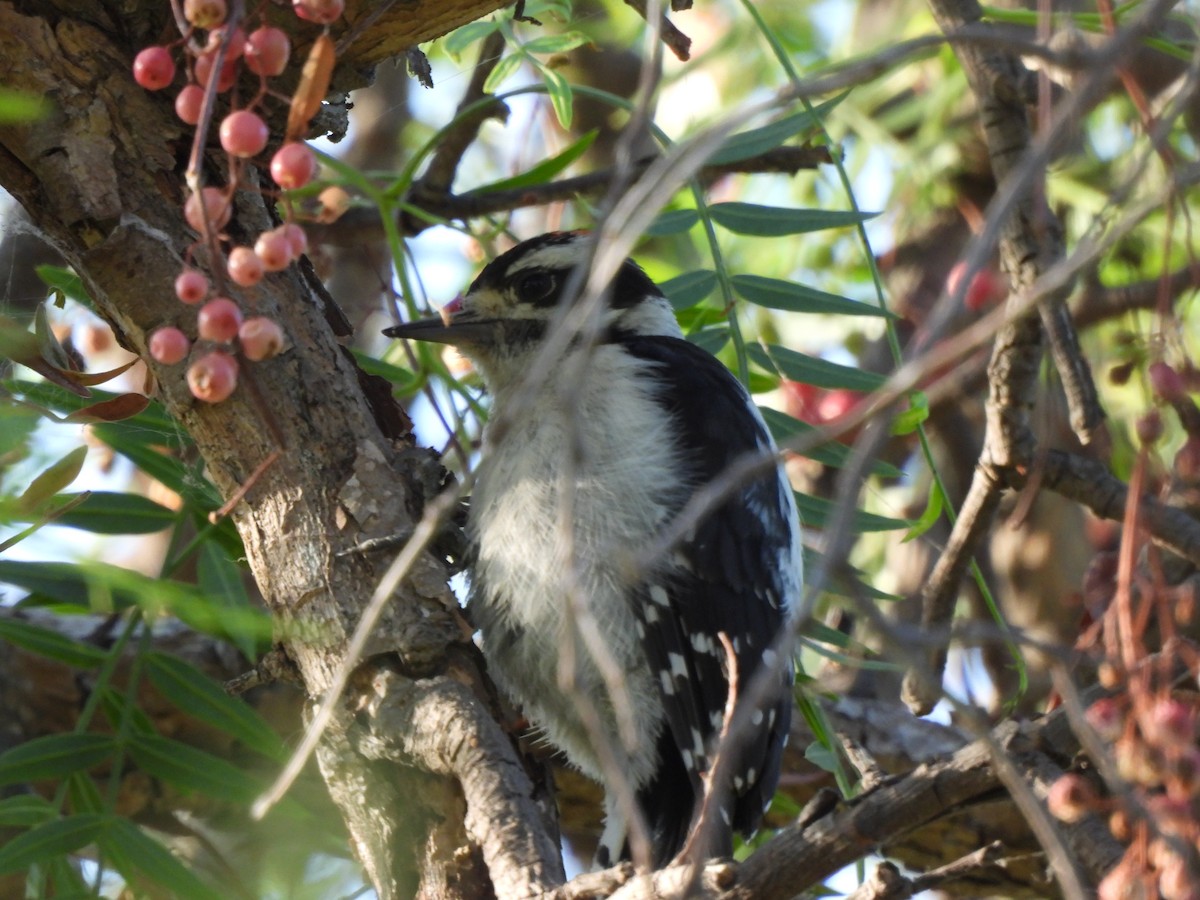 Downy Woodpecker - Kiandra Mitchell