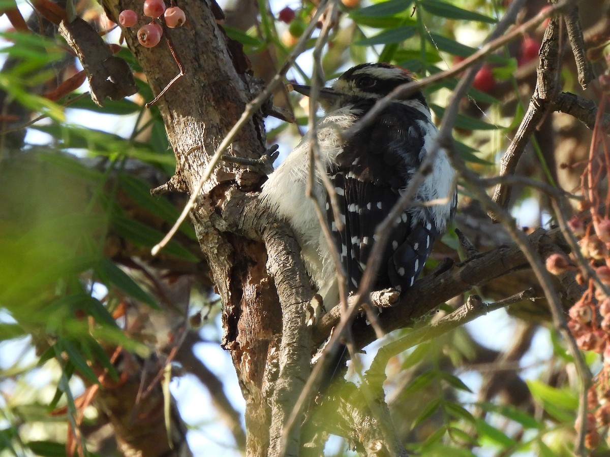 Downy Woodpecker - ML622152439