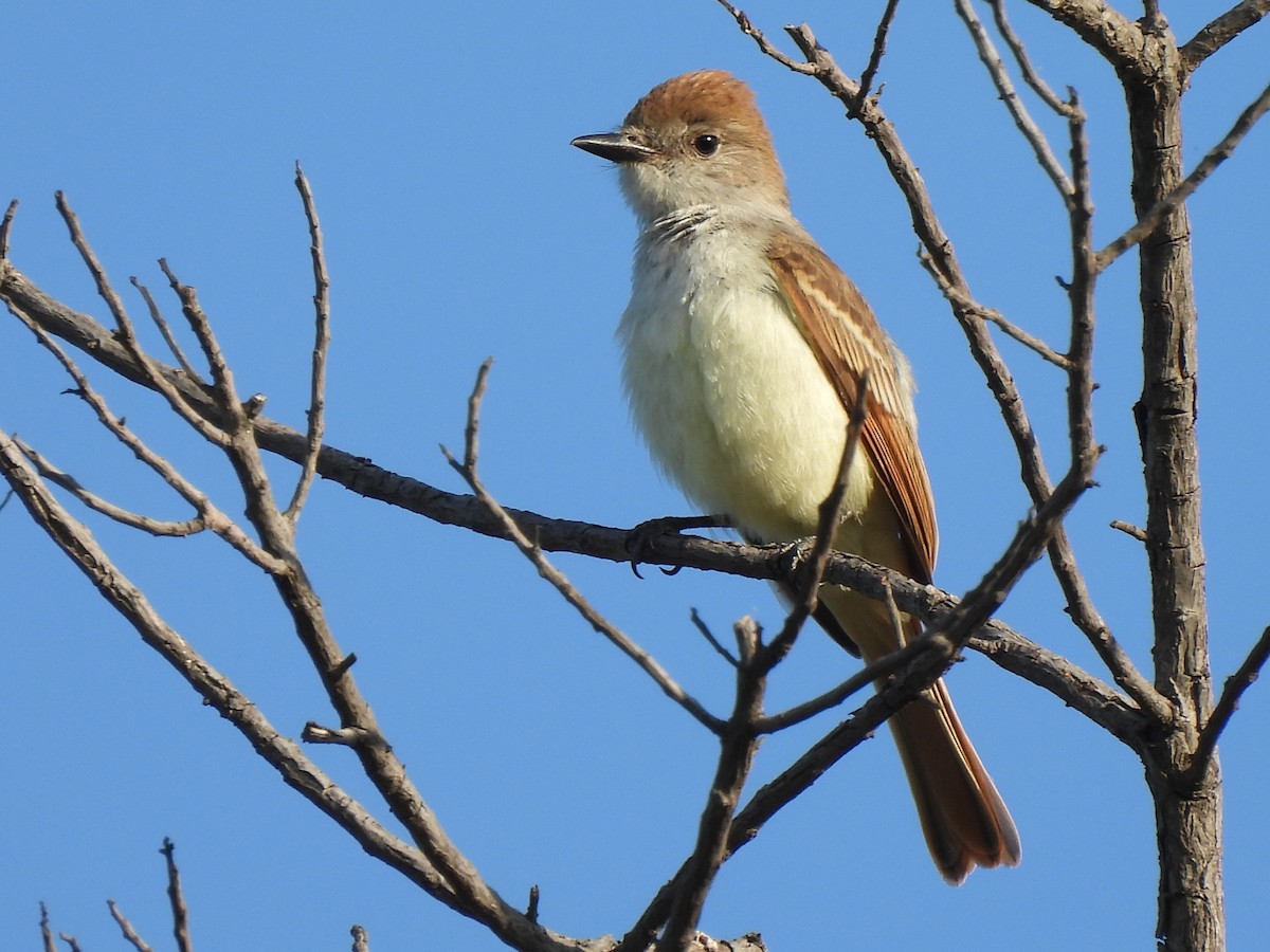 Ash-throated Flycatcher - ML622152444