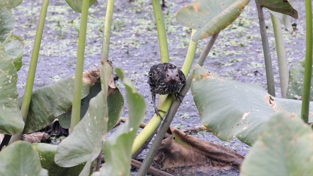 Red-winged Blackbird (Red-winged) - ML622152458