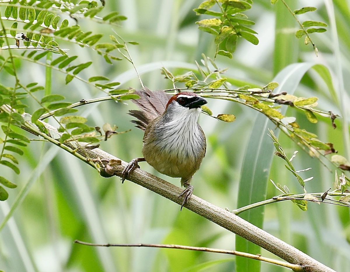 Chestnut-capped Babbler - ML622152468