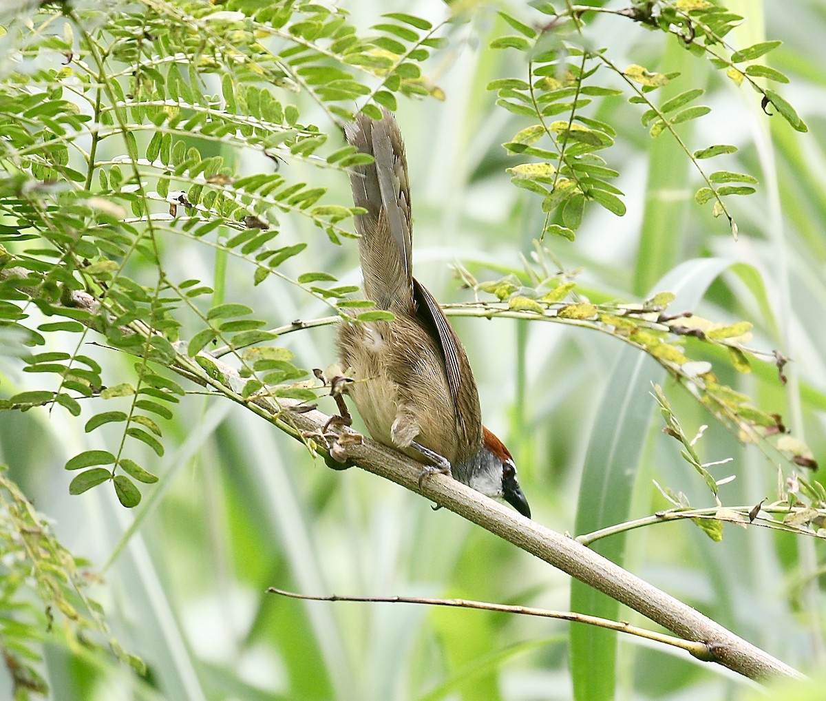 Chestnut-capped Babbler - ML622152469