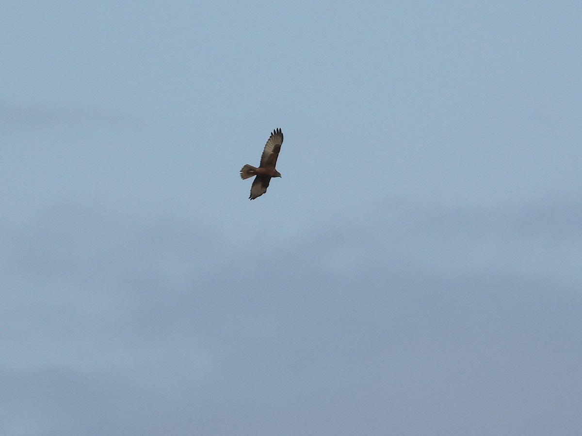 Swamp Harrier - Cherri and Peter Gordon