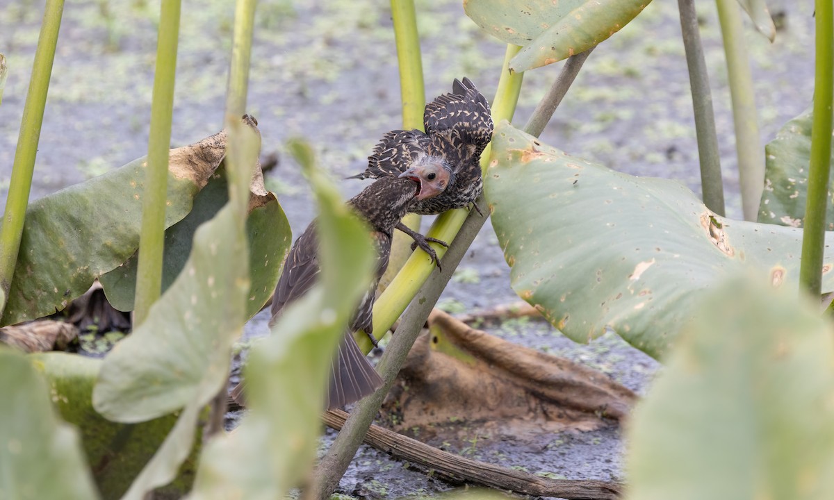 Al Kanatlı Karatavuk [phoeniceus grubu] - ML622152490