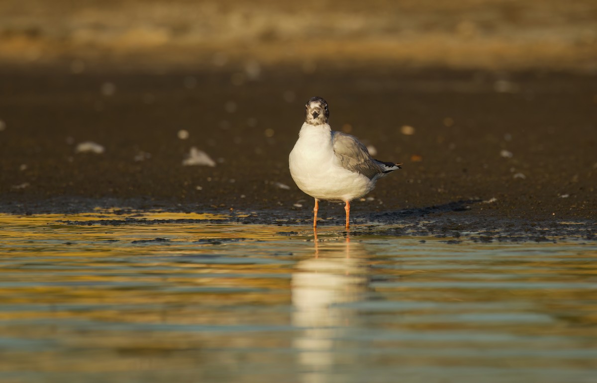 Bonaparte's Gull - Matt Yawney