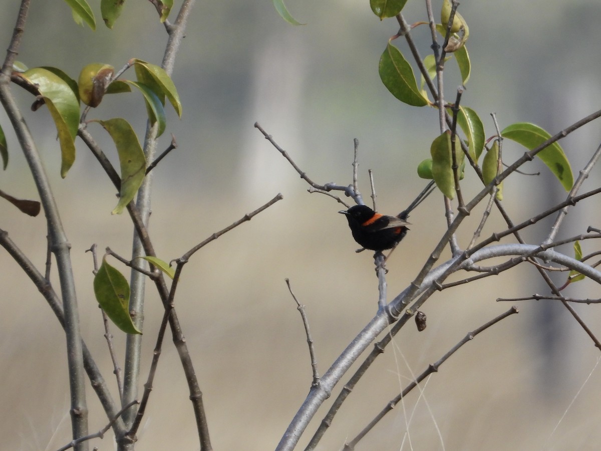 Red-backed Fairywren - Cherri and Peter Gordon