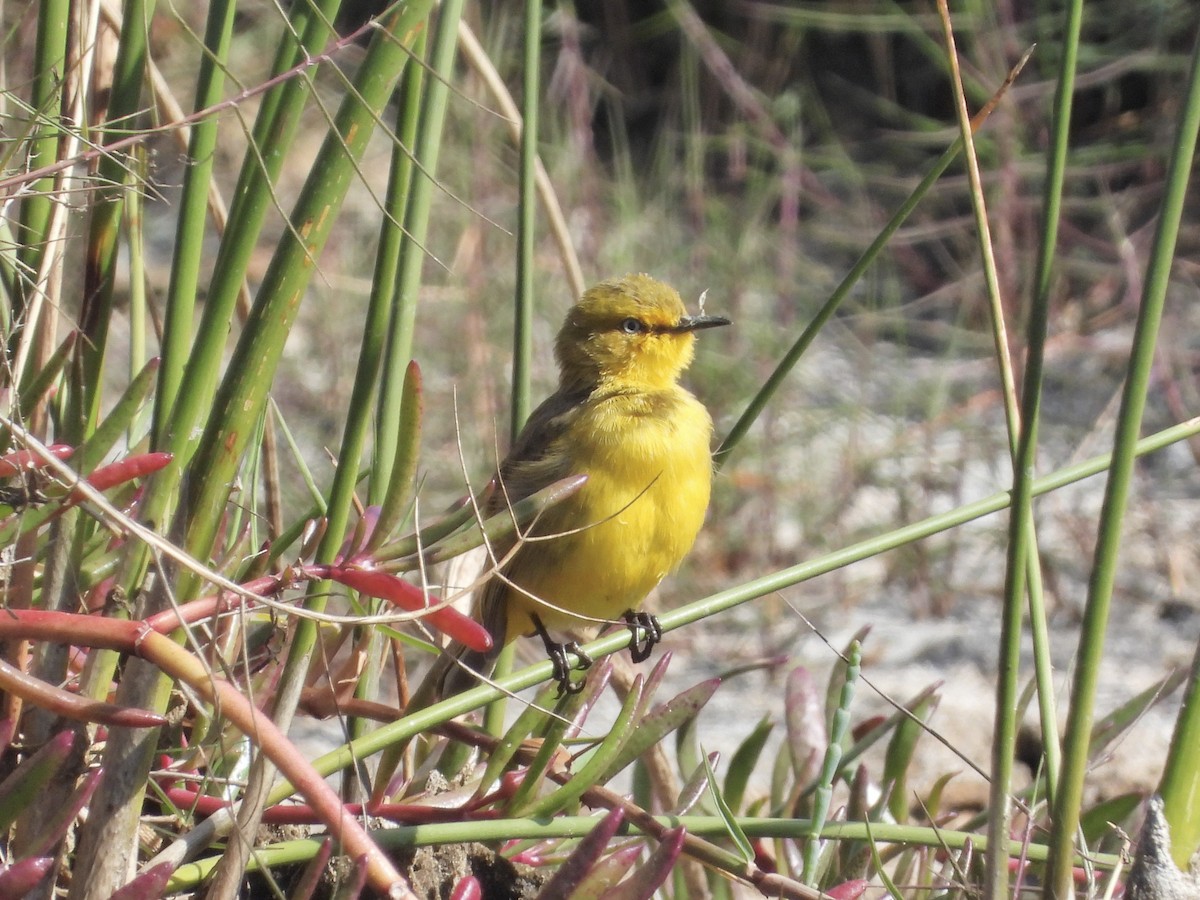 Yellow Chat - ML622152522