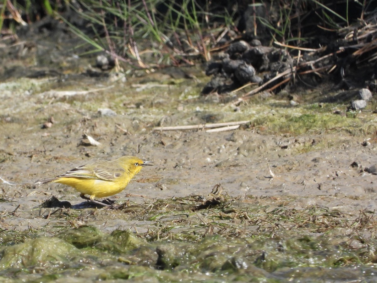 Yellow Chat - Cherri and Peter Gordon