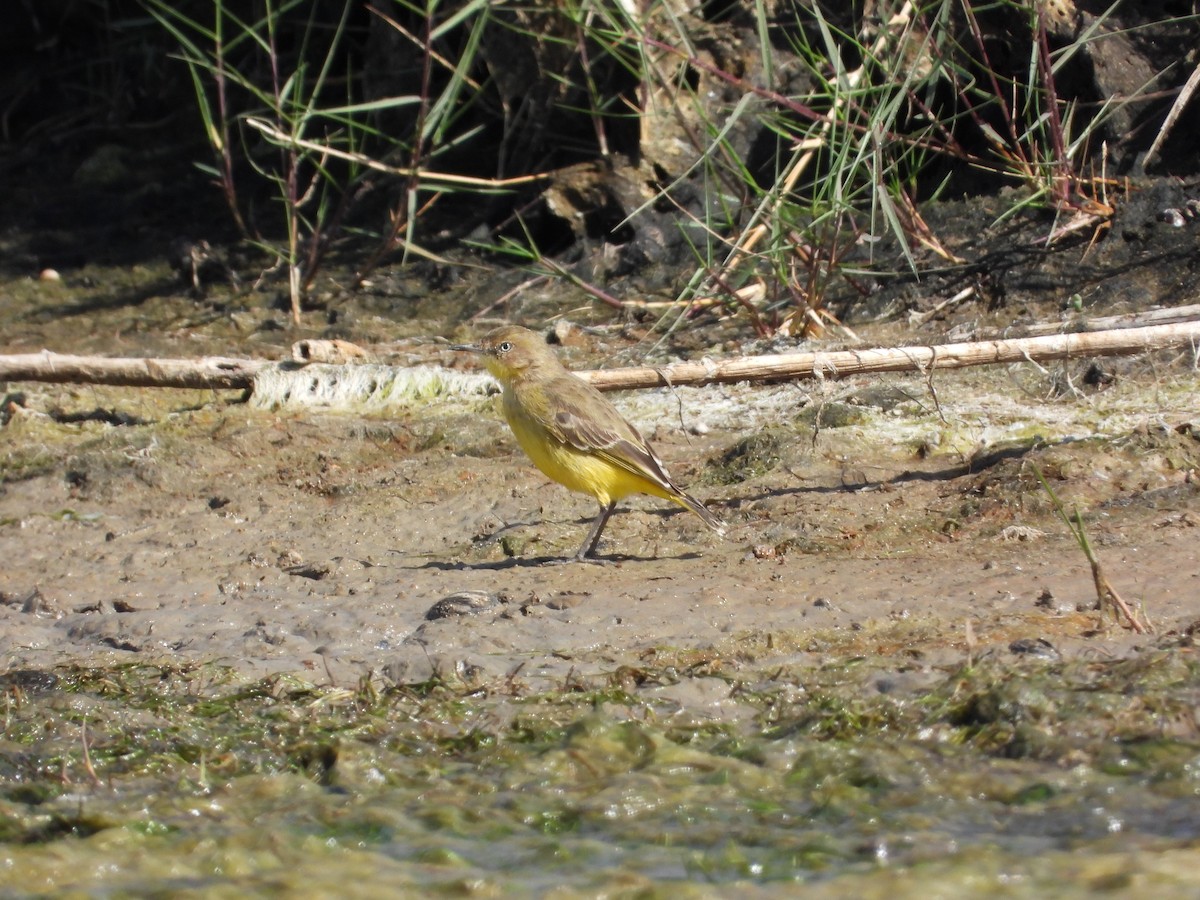 Yellow Chat - ML622152529