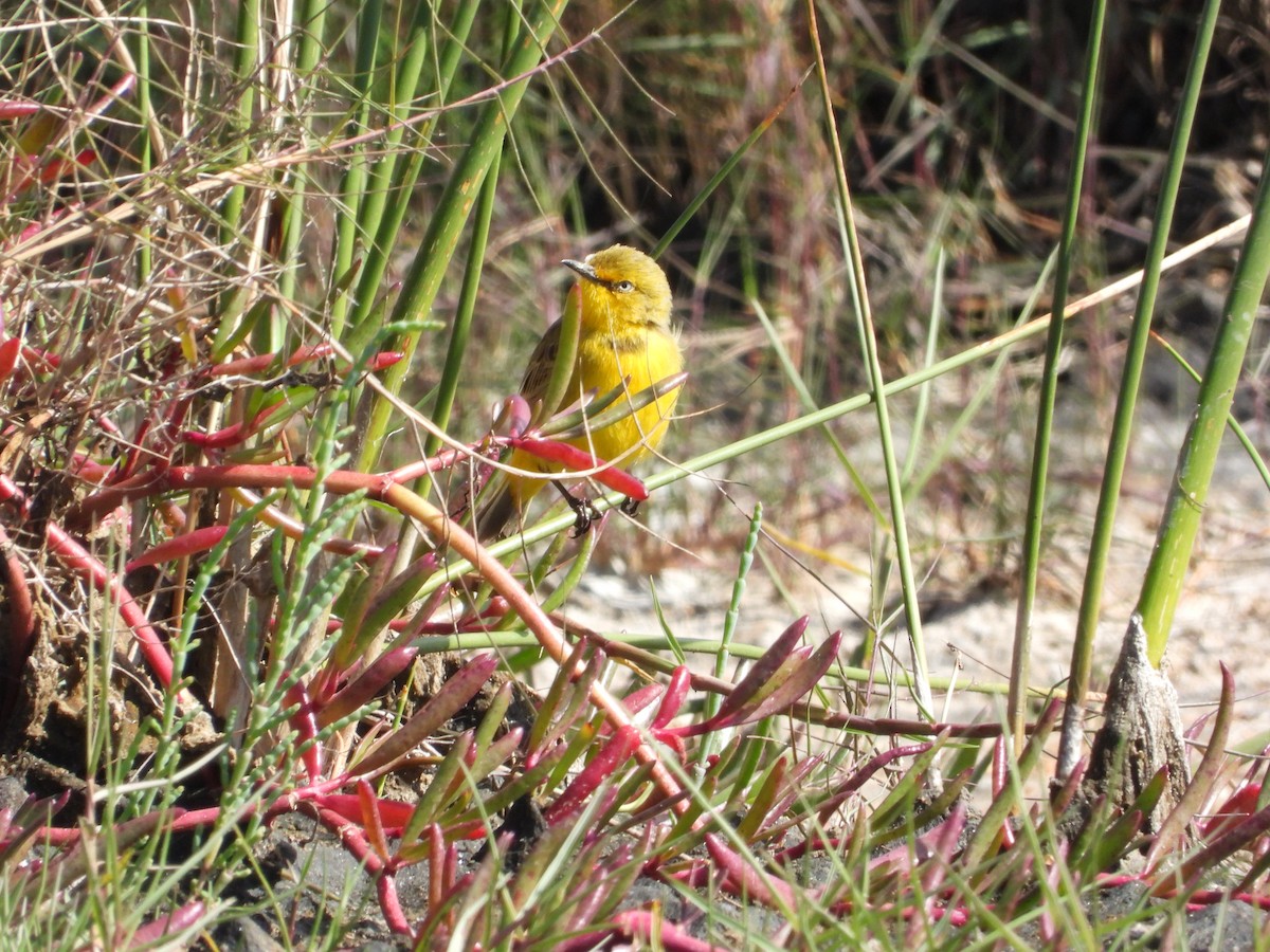 Yellow Chat - ML622152531