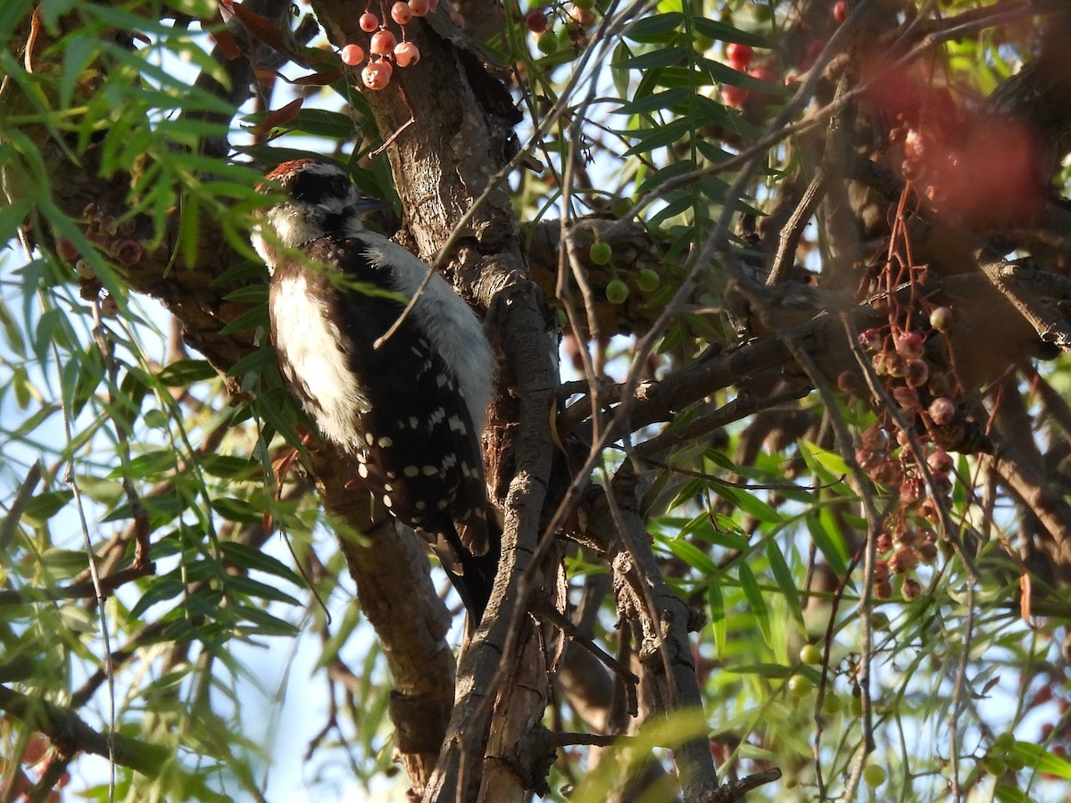 Downy Woodpecker - ML622152532