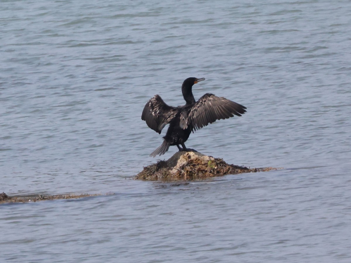 Double-crested Cormorant - ML622152577