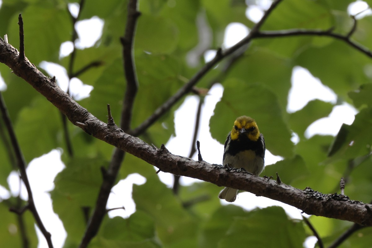 Black-throated Green Warbler - ML622152579