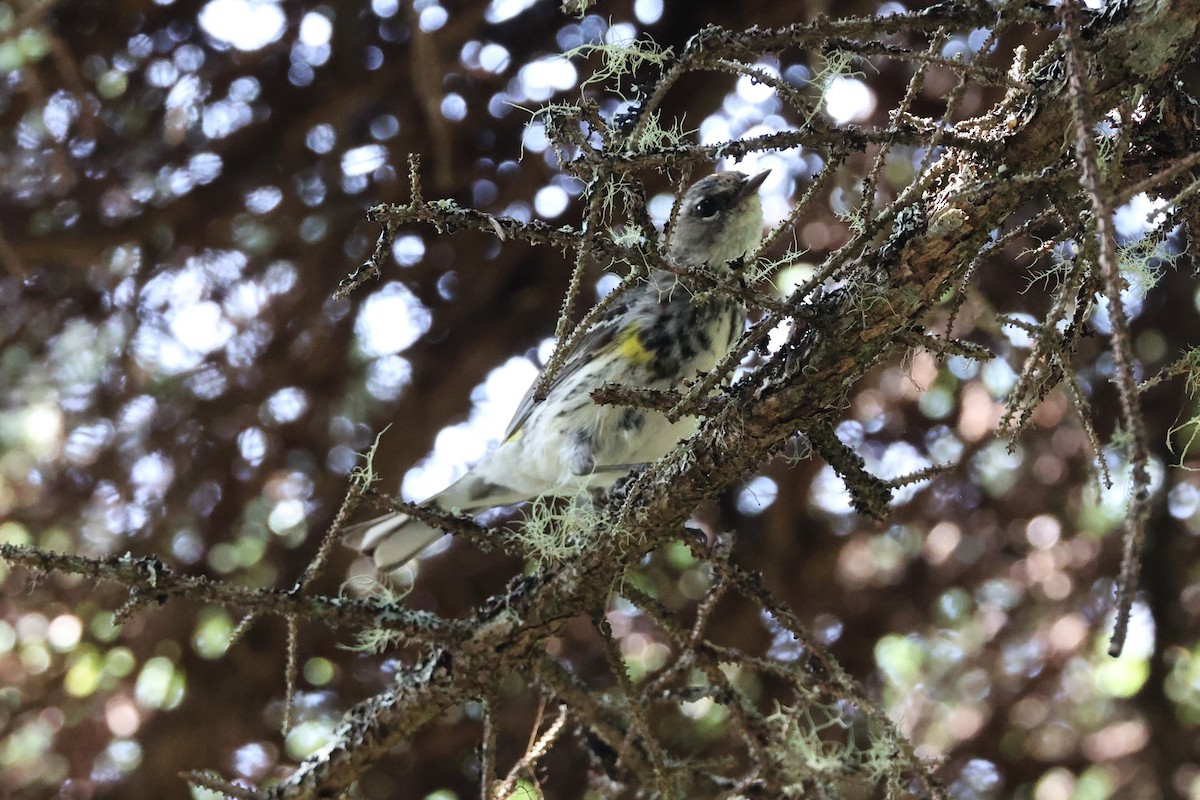 Yellow-rumped Warbler (Myrtle) - ML622152582