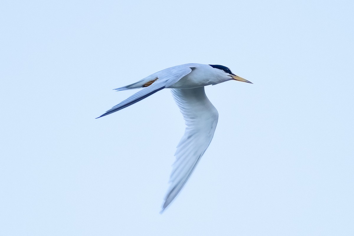 Least Tern - ML622152587