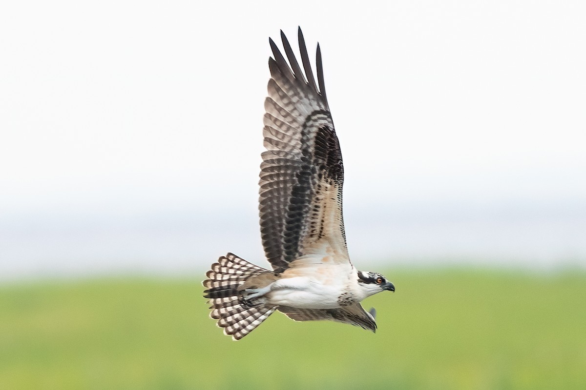 Osprey - Shori Velles