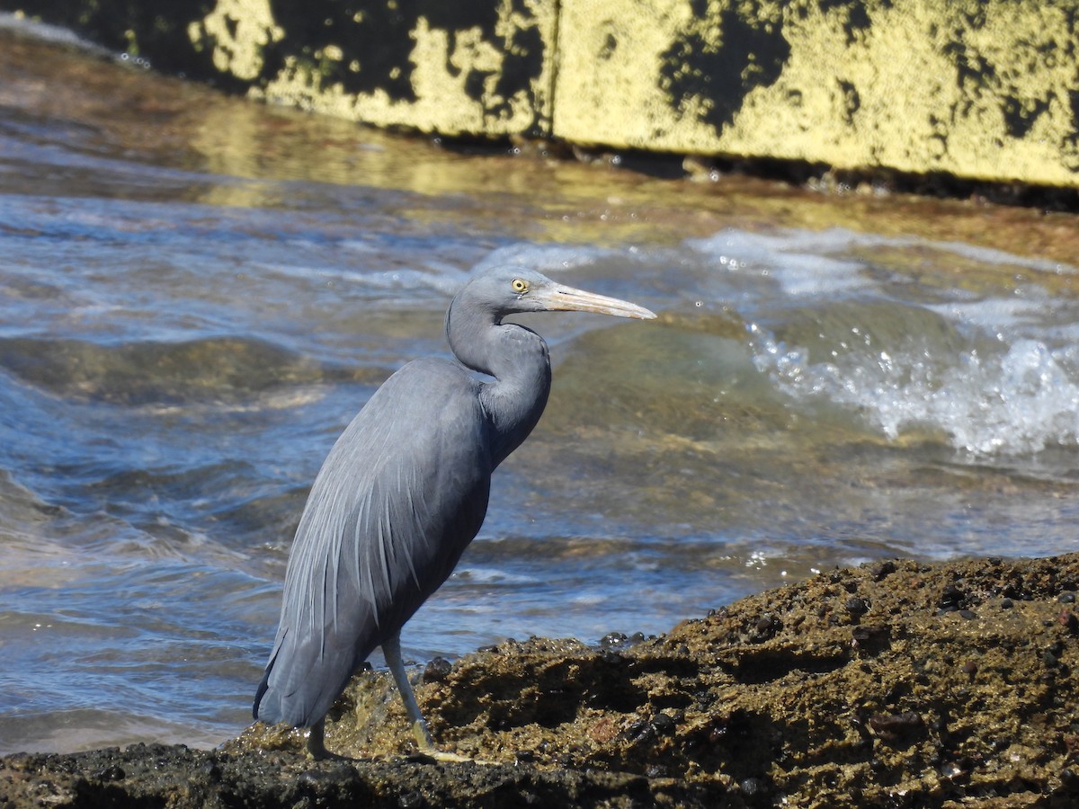 Pacific Reef-Heron - ML622152606