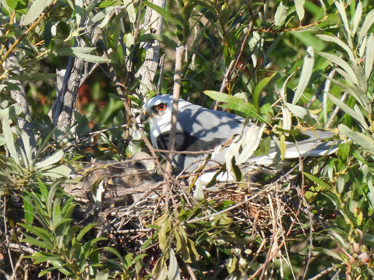 White-tailed Kite - ML622152660