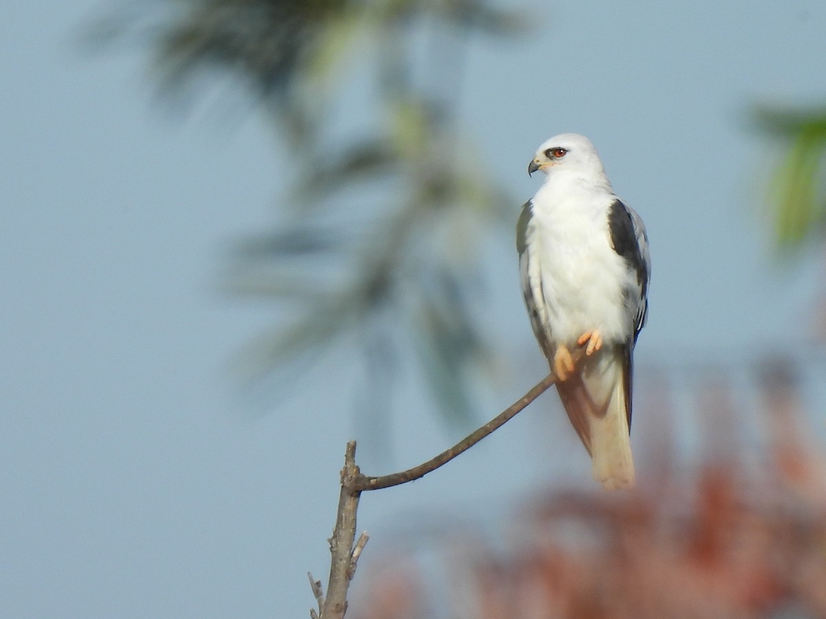 White-tailed Kite - ML622152662