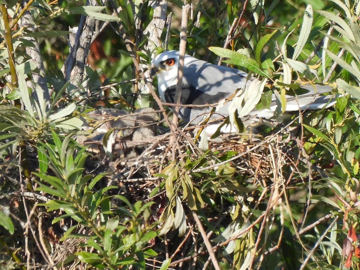 White-tailed Kite - ML622152663