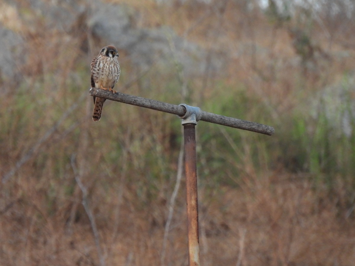 American Kestrel - ML622152667