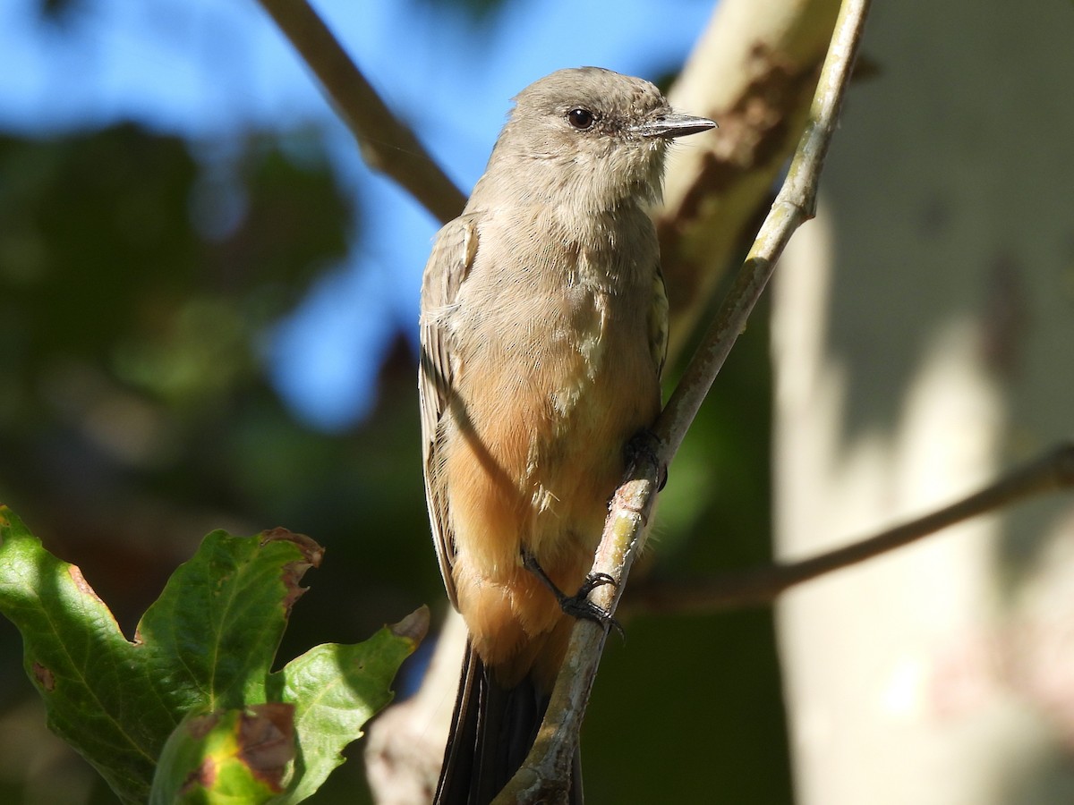 Mosquero Llanero - ML622152676