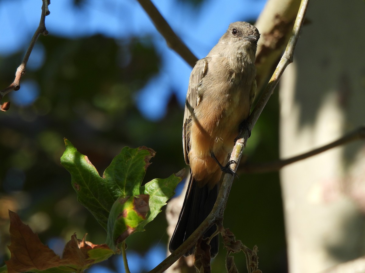 Say's Phoebe - ML622152677