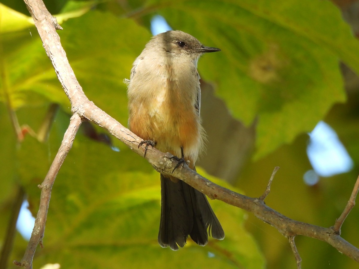 Say's Phoebe - ML622152678