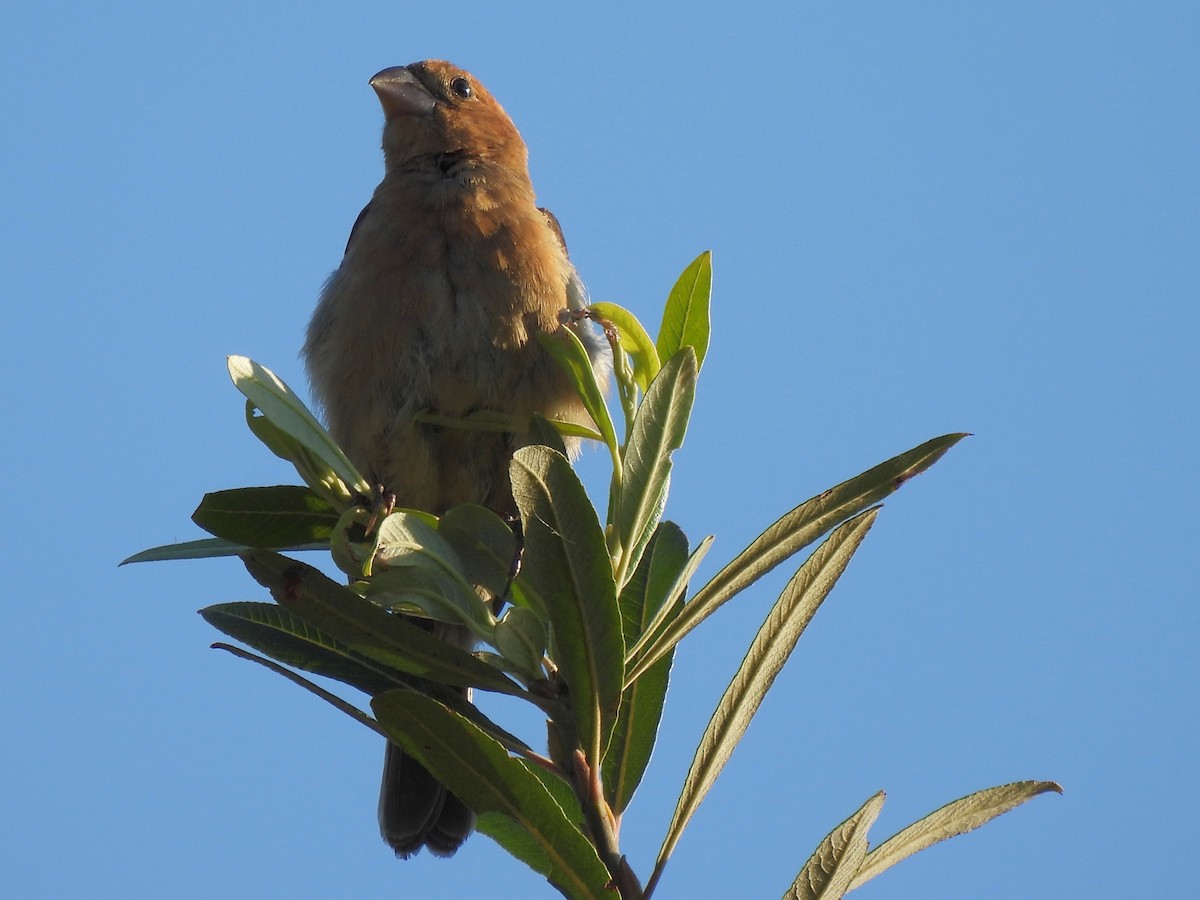 Blue Grosbeak - ML622152680