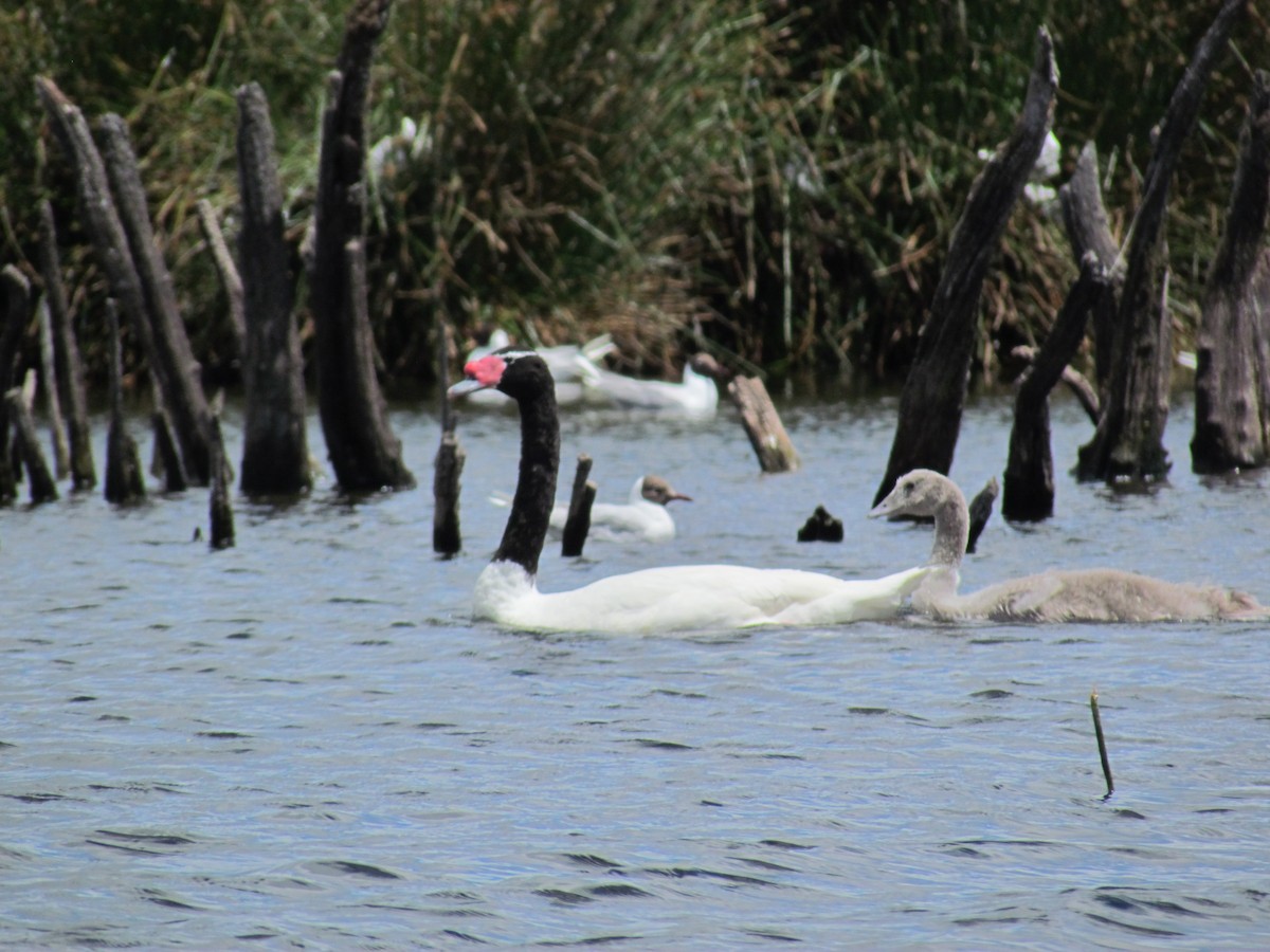 Cisne Cuellinegro - ML622152684