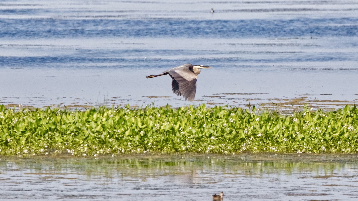 Great Blue Heron (Great Blue) - Joel Weatherly