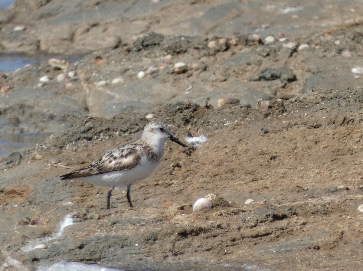 Sanderling - ML622152762