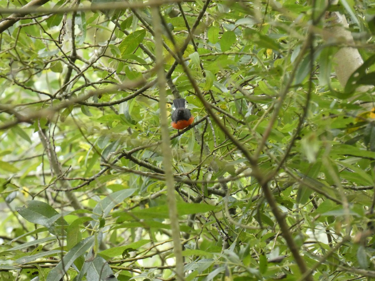 Slate-throated Redstart - ML622152765