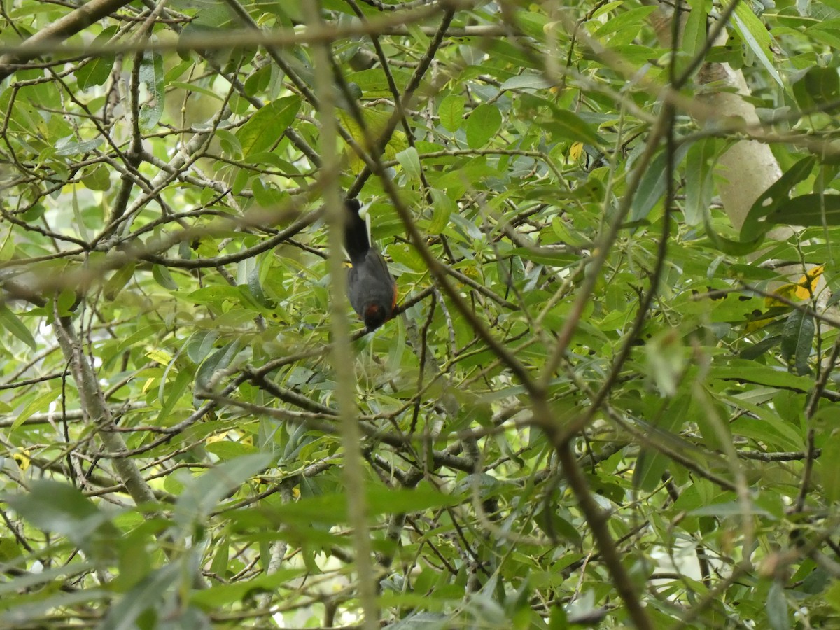 Slate-throated Redstart - ML622152766