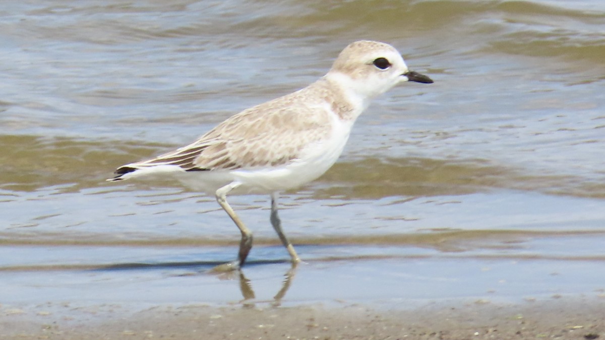 Snowy Plover - ML622152767