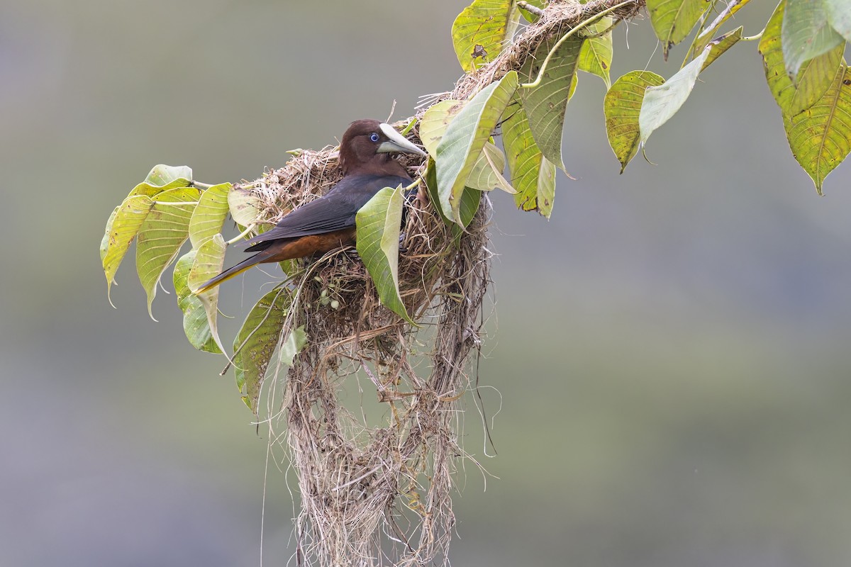 Chestnut-headed Oropendola - ML622152774