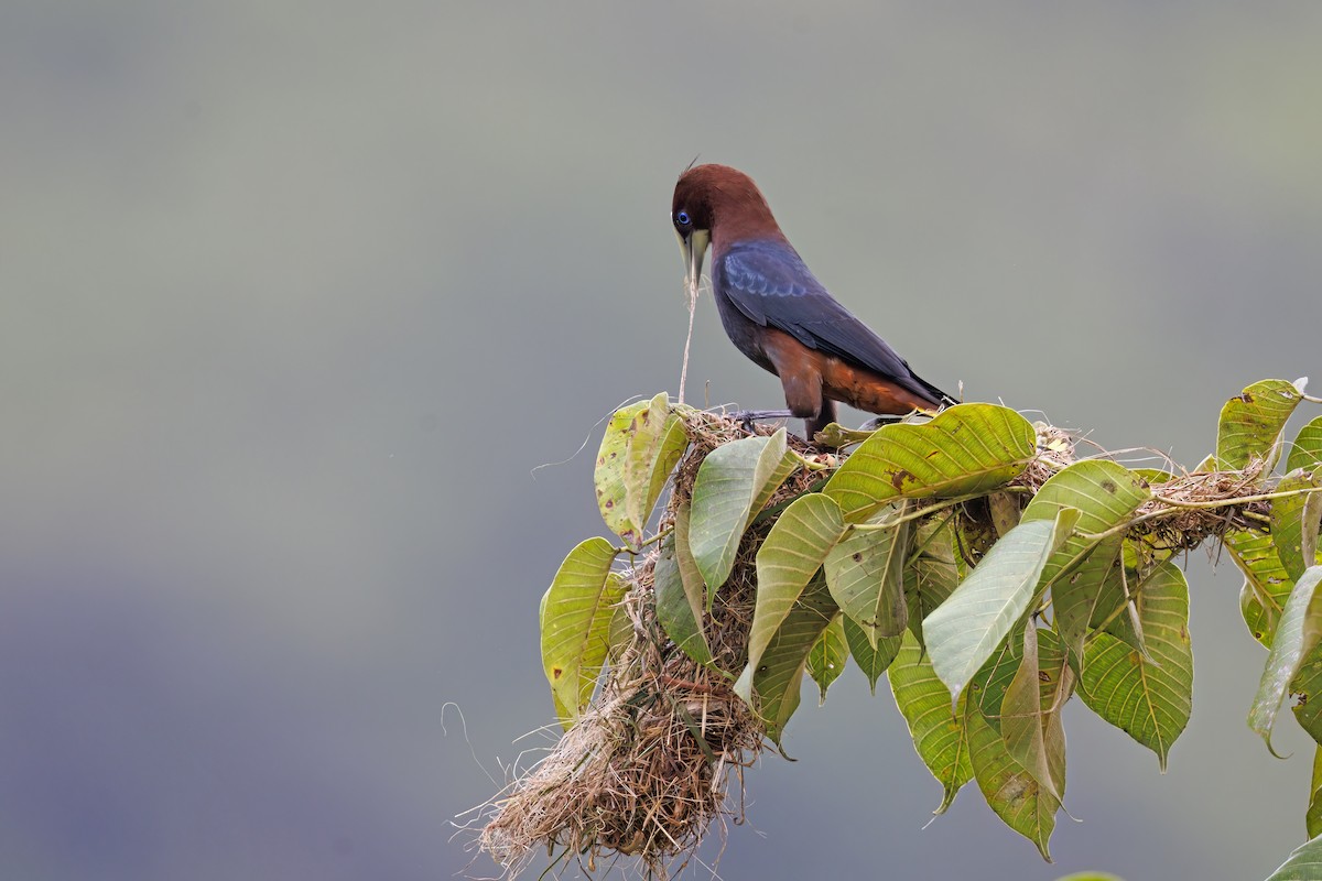 Chestnut-headed Oropendola - ML622152775