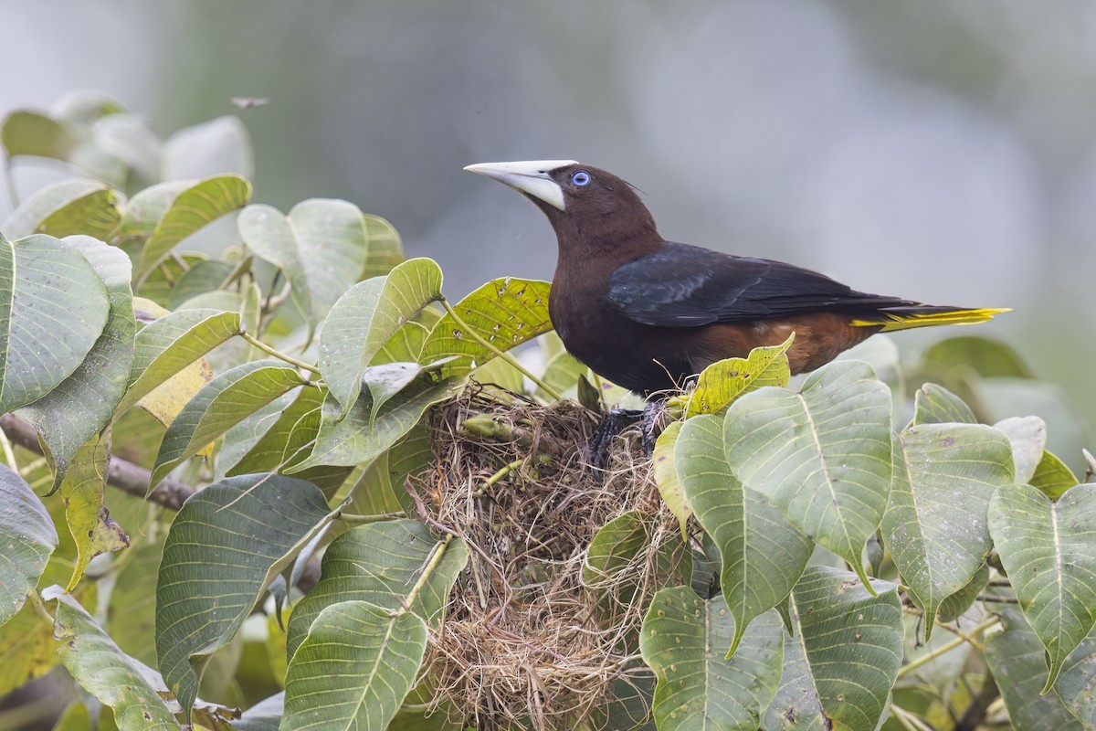 Chestnut-headed Oropendola - ML622152776