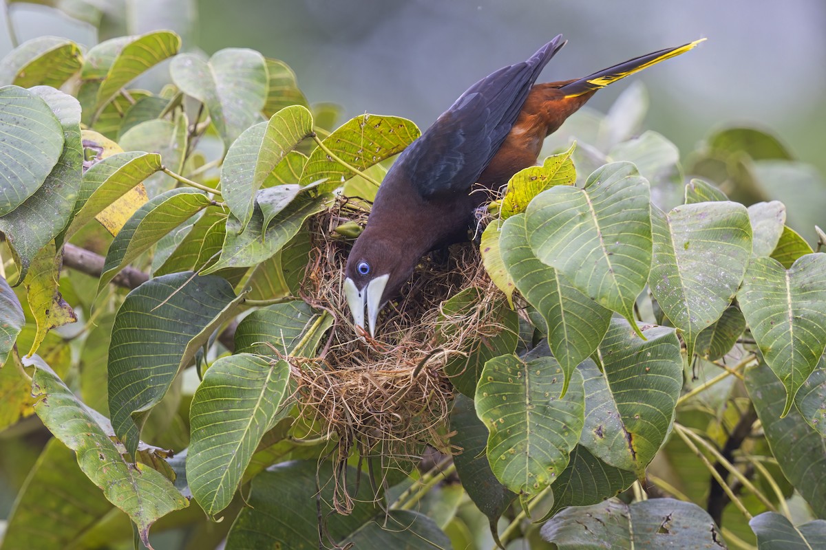 Chestnut-headed Oropendola - ML622152777